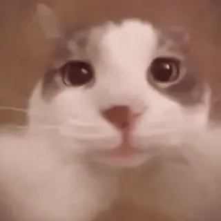 😽 mèo, dễ thương, động vật, thú cưng, hài hước, meme telegram sticker
