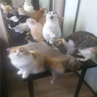🐱 gatos, gatitos, lindo, animales, mascotas, animales domésticos telegram sticker