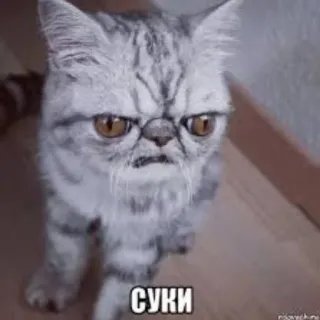 😡 СУКИ gatto, arrabbiato, meme, russo, offensivo whatsapp sticker