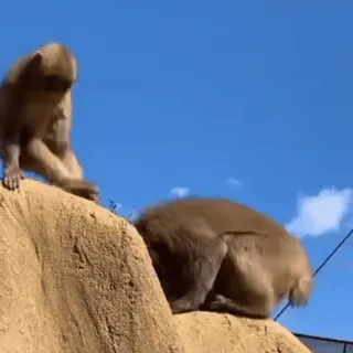 🐵 обезьяна, животное, дикая природа, природа telegram sticker
