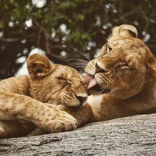 👅 лев, животные, дикая природа, природа, большая кошка, львёнок telegram sticker