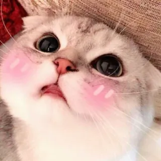 🐱 gato, fofo, animal, animal de estimação, adesivo telegram sticker