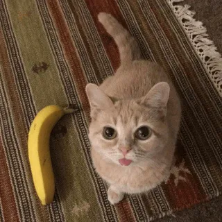 🍌 cat, banana, cute, pet, animal telegram sticker