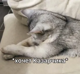 😑 *хочет Казарчика* gato, durmiendo, meme, lindo, mascota, animal telegram sticker