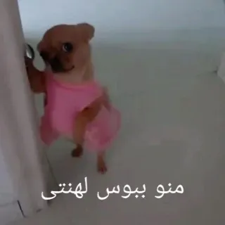 🐶 منو ببوس لهنتی Hund, Tier, Haustier, Chihuahua, süß, lustig telegram sticker