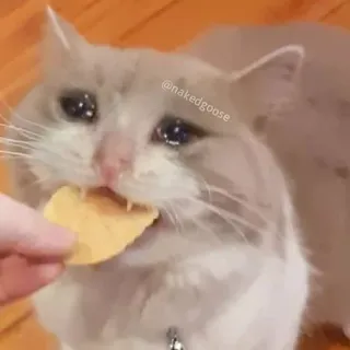 😢 @nakedgoose kucing, sedih, menangis, meme, hewan, makanan, camilan telegram sticker