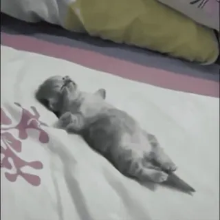 ❤️ 子猫, 猫, 睡眠, ベッド, 動物, 可愛い whatsapp sticker