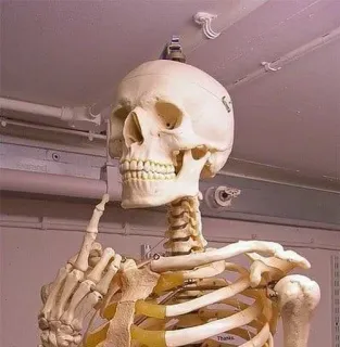 ❤️ esqueleto, anatomia, ossos, humano, médico, modelo anatômico telegram sticker