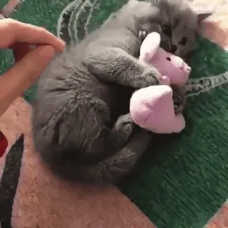 😣 Katze, Kätzchen, Haustier, Tier, süß, graue Katze, Stofftier whatsapp sticker