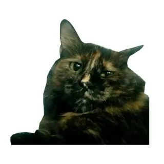 🤤 kot, kot szylkretowy, zwierzę domowe, zwierzę, kot domowy, kotowate telegram sticker
