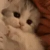 🐱