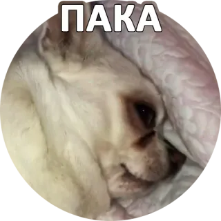 ✋ ПАКА cane, animale, sonno, russo, meme whatsapp sticker