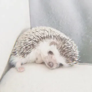 🦔 ouriço, animal, fofo, animal de estimação, mamífero, pequeno, branco, cinza telegram sticker