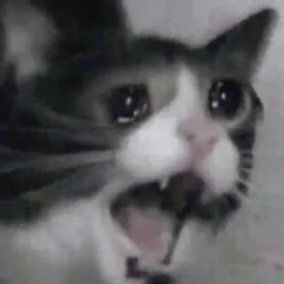 😭 gato, chorando, meme, triste, animal, felino whatsapp sticker