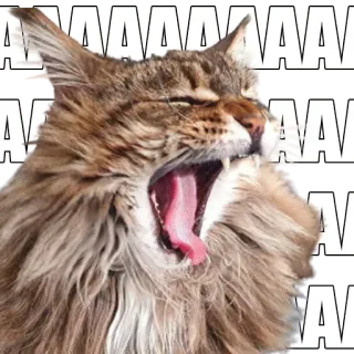 🅰️ AAAAAAA кот, зевок, мем, животное, домашний кот, питомец, смешной, глупый telegram sticker