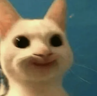 😌 gato, meme, gracioso, animal, gato blanco, pop cat whatsapp sticker