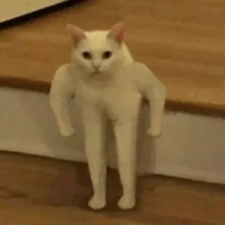 💪 gato, humanoide, animal, gracioso, meme, piernas telegram sticker