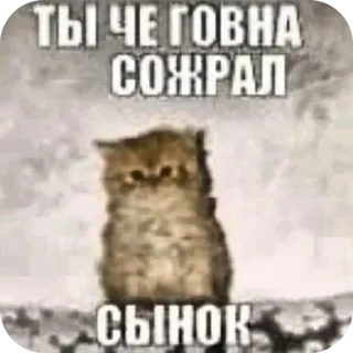 🐱 ТЫ ЧЕ ГОВНА СОЖРАЛ СЫНОК кот, котенок, оскорбление, смешной, мем telegram sticker