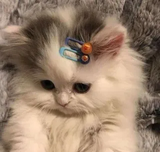 😿 кот, котенок, домашнее животное, животное, милый, пушистый, заколка whatsapp sticker