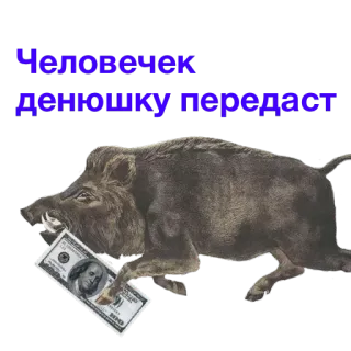 💰 Человечек денежку передаст jabalí, dinero, ruso, animal, efectivo telegram sticker