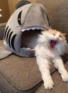 😒 gato, tiburón, animal, mascota, gatito, juguetón telegram sticker