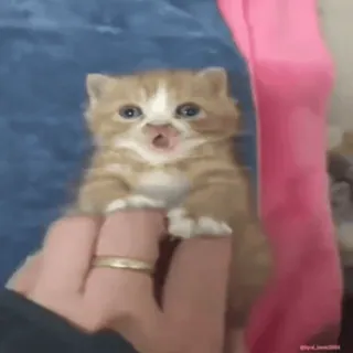 😳 小猫, 猫, 可爱, 宠物, 动物, 橘色虎斑猫 whatsapp sticker