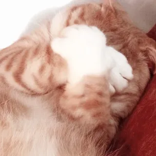 🖇 gato, felino, mascota, animal, gatito, gato doméstico whatsapp sticker