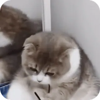 🤓 Scottish Fold cat telegram sticker