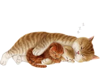 😴 고양이, 새끼고양이, 자는, 동물, 귀여운, 가족 telegram sticker