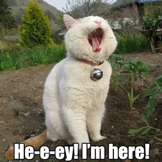 😫 He-e-ey! I'm here! gato, bostezando, animal, gracioso, mascota telegram sticker