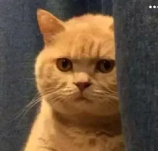 🤔 kot, zwierzę domowe, zwierzę, mem, słodkie, śmieszne, poważny whatsapp sticker