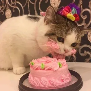🎂 แมว, เค้ก, กิน, สัตว์, หวาน, วันเกิด telegram sticker