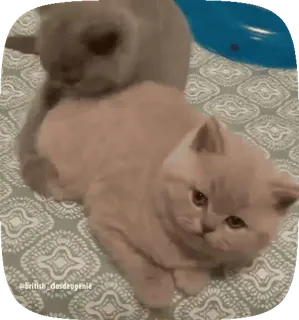 😡 @British_dosdeogenie gato, gatito, animal, mascota, lindo, british shorthair whatsapp sticker