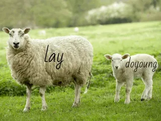 🐑 lay doyoung sheep, lamb, farm, animals, doyoung, lay whatsapp sticker