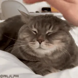 🥰 @FIX_X_FOX cat, pet, animal, cute, domestic, gray, tabby telegram sticker