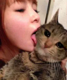 😭 cat, licking, pet, animal, cute, woman whatsapp sticker