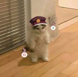 🚂 cat, kitten, funny, cute, meme, animal, pet telegram sticker