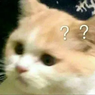 ❓ ?? cat, question, confused, meme, animal telegram sticker
