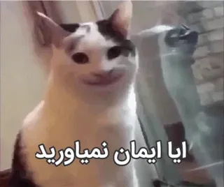 😐 آیا ایمان نمیاورید cat, meme, funny, persian, text telegram sticker