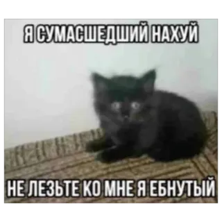 😵 Я СУМАСШЕДШИЙ НАХУЙ
НЕ ЛЕЗЬТЕ КО МНЕ Я ЕБНУТЫЙ gato, gatinho, meme, ofensivo, russo, engraçado telegram sticker