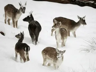 🦌 cervo, neve, animali, natura, inverno, fauna selvatica, gregge telegram sticker