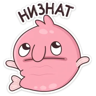 🤷‍♂️ НИЗНАТ blobfish, cute, cartoon, fish, animal, pink, funny telegram sticker