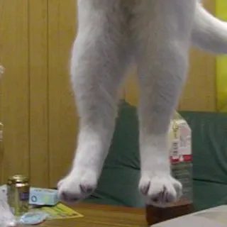 3⃣ gatto, animale, divertente, animale domestico, saltare, zampe, gatto bianco telegram sticker