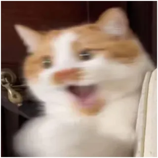 🙀 cat, animal, funny, meme, shocked, blurred telegram sticker