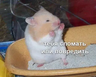 🧐 тебя сломать или повредить hámster, animal, meme, gracioso whatsapp sticker