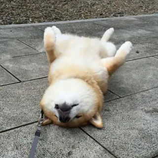 😵 chien, Shiba Inu, animal, animal de compagnie, mignon, couché, joueur telegram sticker