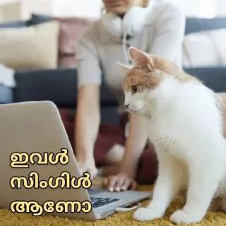 😂 ഇവൾ സിംഗിൾ ആണോ cat, laptop, woman, headphones telegram sticker