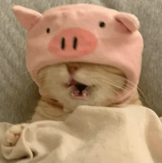 🍧 mèo, lợn, động vật, dễ thương, thú cưng, ngủ, mũ, vui nhộn telegram sticker