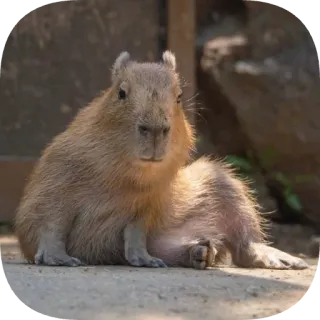 😏 capybara telegram sticker