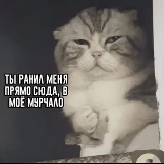 😞 cat ТЫ РАНИЛ МЕНЯ ПРЯМО СЮДА, В МОЁ МУРЧАЛО cat, sad cat, meme, funny, hurt feelings whatsapp sticker